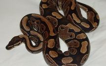 Seine-et-Marne: un homme détenait illégalement 123 pythons