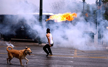 Loukanikos, chien errant dans les manifs d'Athènes, promu star mondiale