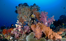 Réchauffement climatique: l'électricité au secours des coraux