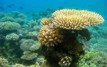 Une étude sur les coraux des Gambier pour déterminer le niveau de retombées radioactives