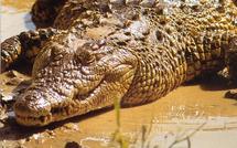 Belgique: la police découvre 12 crocodiles vivants dans une villa