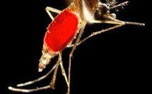 Épidémie de dengue à Yap : deux morts et plus de 850 cas recensés