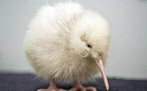 Nouvelle-Zélande : nouvelle naissance d'un kiwi blanc, espèce rare et sacrée