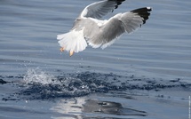 La surpêche menace aussi la survie des oiseaux marins