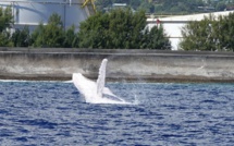 Une baleine blanche à Papeete