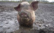 Des excréments de cochons pour chasser des adolescents fauteurs de trouble