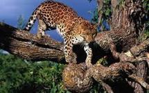 Des léopards prennent l'avion pour repeupler un parc du Malawi