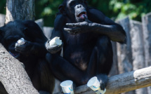Loire: un soigneur de zoo gravement blessé par un chimpanzé