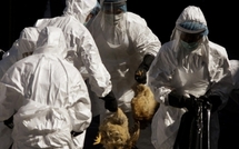 Chine: premier décès de la grippe aviaire en un an et demi