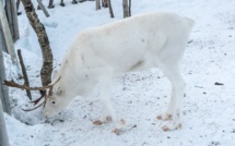 Arctique: 200 rennes retrouvés morts de faim, le changement climatique pointé du doigt