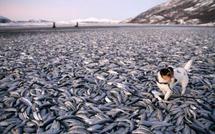 Des milliers de poissons s'échouent mystérieusement en Norvège
