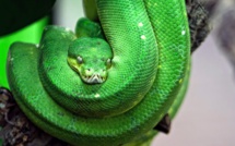 A Antibes, saisie dans un appartement de serpents "parmi les plus venimeux au monde"