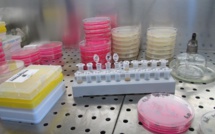 Le Japon autorise le développement d'organes humains dans des animaux