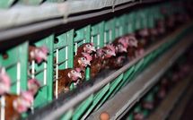 Oeufs en batterie: 10% de la production française pas aux normes de l'UE
