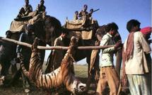 En Inde, des commandos armés pour protéger les tigres