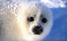 Canada: de nombreux bébés phoques meurent en raison de l'absence de glaces (étude)
