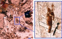 Un minerai rare trouvé sur la Lune découvert en Australie
