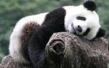 Chine: Le thé "le plus cher du monde" cultivé dans la crotte de panda