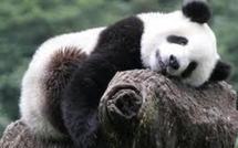 Chine: Le thé "le plus cher du monde" cultivé dans la crotte de panda