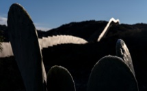 Au Mexique, le cactus pour produire du plastique?