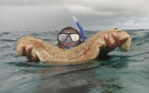 La pêche aux rori reprend à Fakarava, Toau et Kauehi