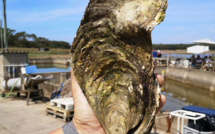 Une huître géante d'1,4 kilo découverte en Vendée