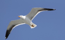 Loin des côtes, des goélands ont pris leurs quartiers à Paris