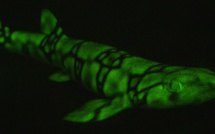 Des chercheurs percent le secret des requins fluorescents