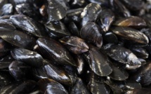 La moule, un aspirateur à pollution sous la coquille