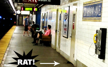Les rats du métro de New York font l'objet d'un concours photo
