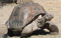 On la croyait éteinte, une espèce de tortue réapparaît aux Galapagos