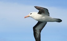 Le changement climatique positif pour les albatros...pour le moment