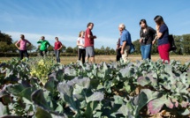 Aux Pays-Bas, des fermes d'un nouveau type face au défi climatique