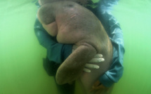 Thaïlande: mort du bébé-star dugong "Mariam", victime des déchets plastiques