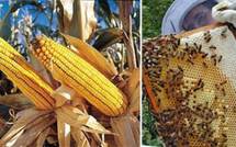 Apiculteurs et Confédération paysanne demandent l'interdiction du maïs OGM
