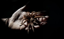 Pas-de-Calais: une tarentule "non mortelle" découverte dans des bananes d'un supermarché