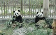 Les "Very Important Panda" Huan Huan et Yuan Zi sont arrivés en France