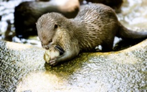Un bébé loutre pour un selfie: les réseaux sociaux sur le banc des accusés