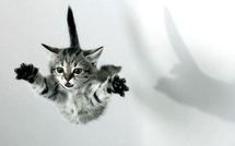 Lancer de chat dans une dispute conjugale : une passante blessée