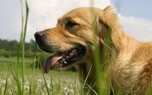 Des golden retrievers ont aidé les généticiens à débusquer une maladie rare