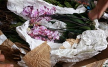Plantes prohibées : sursis requis contre Jean-Claude Tang en appel