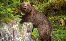 Sarkozy aurait préféré qu'on ne réintroduisît pas d'ours dans les Pyrénées