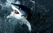 La protection des espèces marines monte en puissance