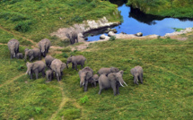 Face à l'urgence, la CITES renforce la protection des animaux sauvages