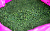 En Ethiopie, des cures de désintox pour les accros du khat