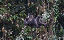 Découverte à Bornéo d'une espèce rare de primate qu'on pensait éteinte