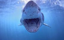 Deux attaques de requins en deux jours sur les côtes australiennes