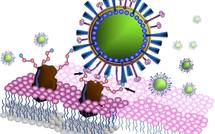 Virus mutant H5N1: les chercheurs cessent leurs travaux pendant 60 jours