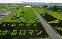 Tsunami: la génétique dope la sélection pour aider les riziculteurs japonais