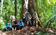 Le "plus grand" arbre d'Amazonie pas menacé par les feux